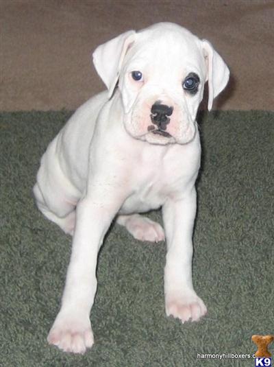 Boxer Puppies for Sale